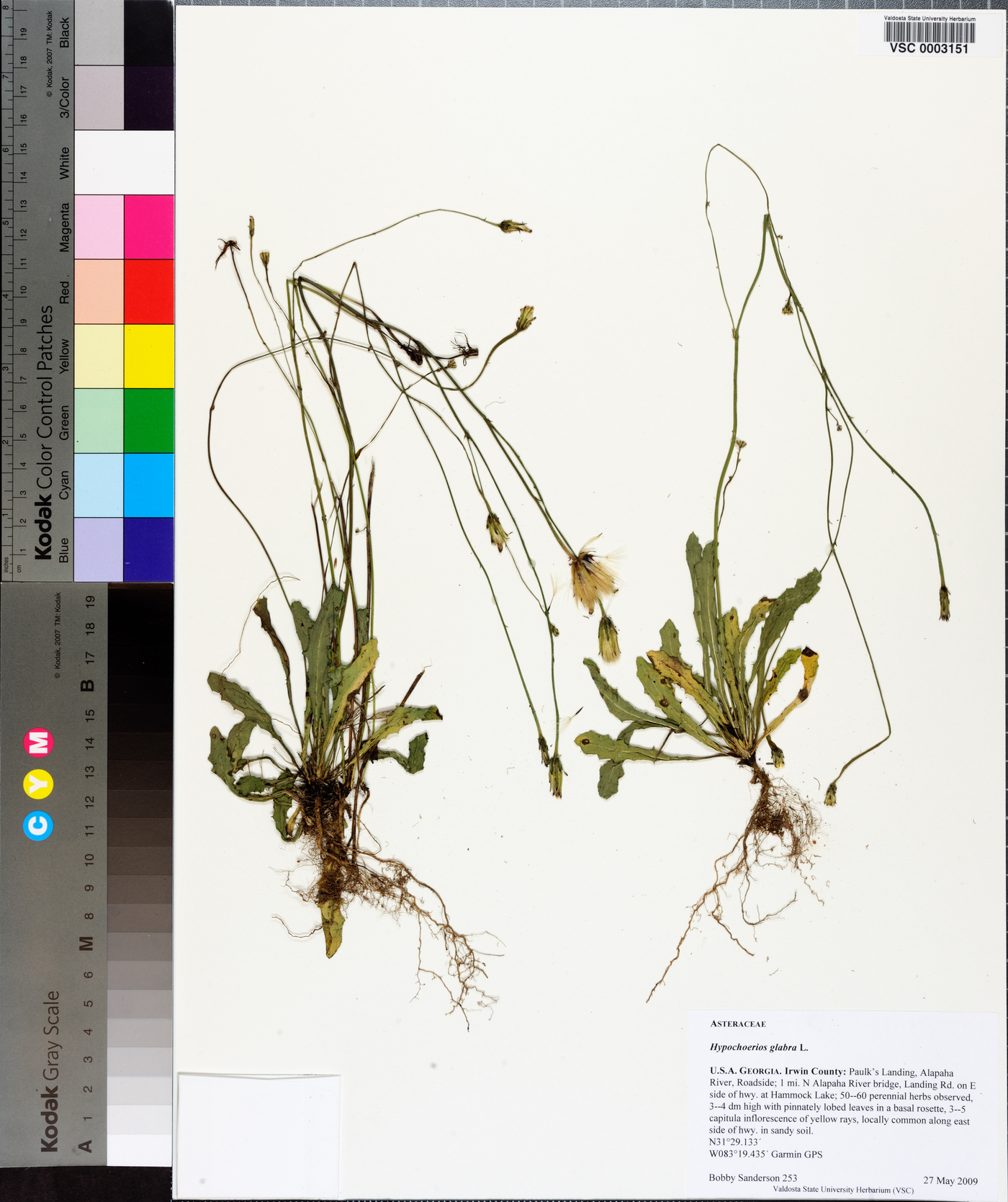 Hypochaeris glabra image