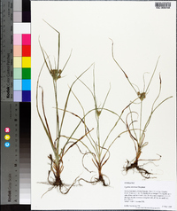 Cyperus retrorsus image