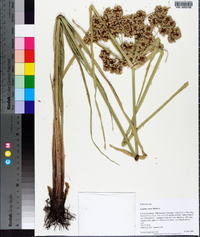 Cyperus virens image