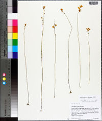 Utricularia juncea image