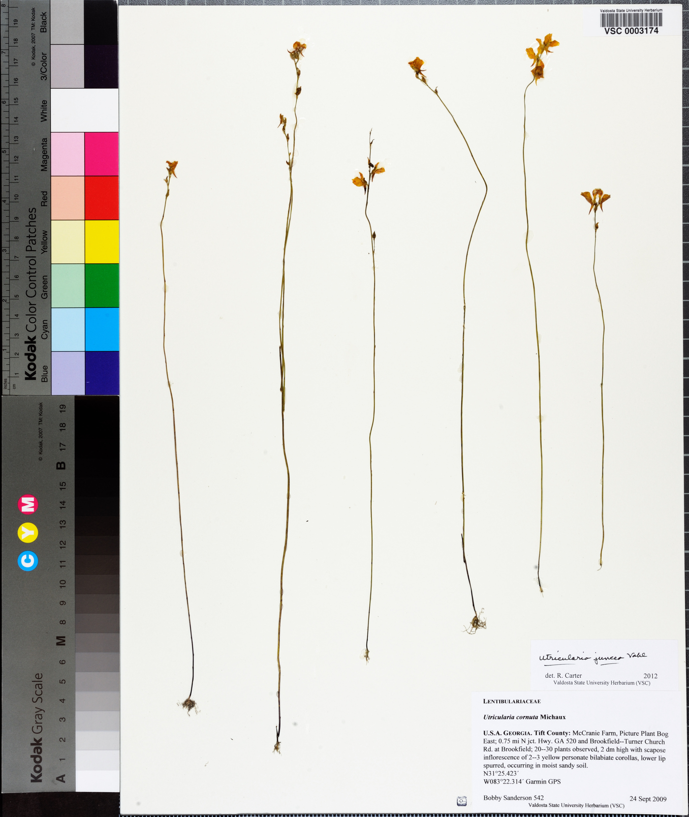 Utricularia juncea image