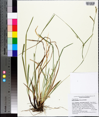 Carex oxylepis image