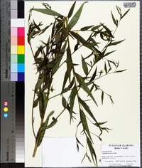 Ludwigia decurrens image