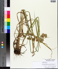 Cyperus virens image