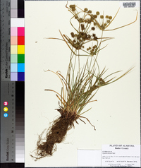 Cyperus croceus image