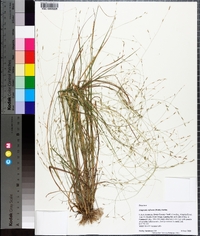 Eragrostis refracta image