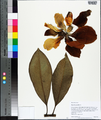 Magnolia grandiflora image