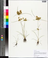 Cyperus polystachyos image