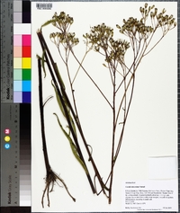 Arnoglossum ovatum image