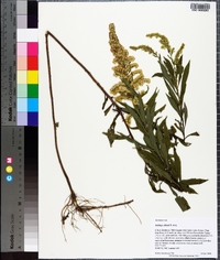 Solidago leavenworthii image