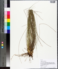 Aristida stricta image