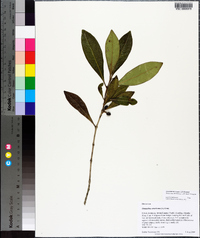 Osmanthus americanus image