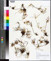 Juncus repens image