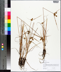 Cyperus ovatus image