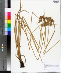 Cyperus distinctus image