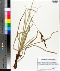 Carex nebrascensis image