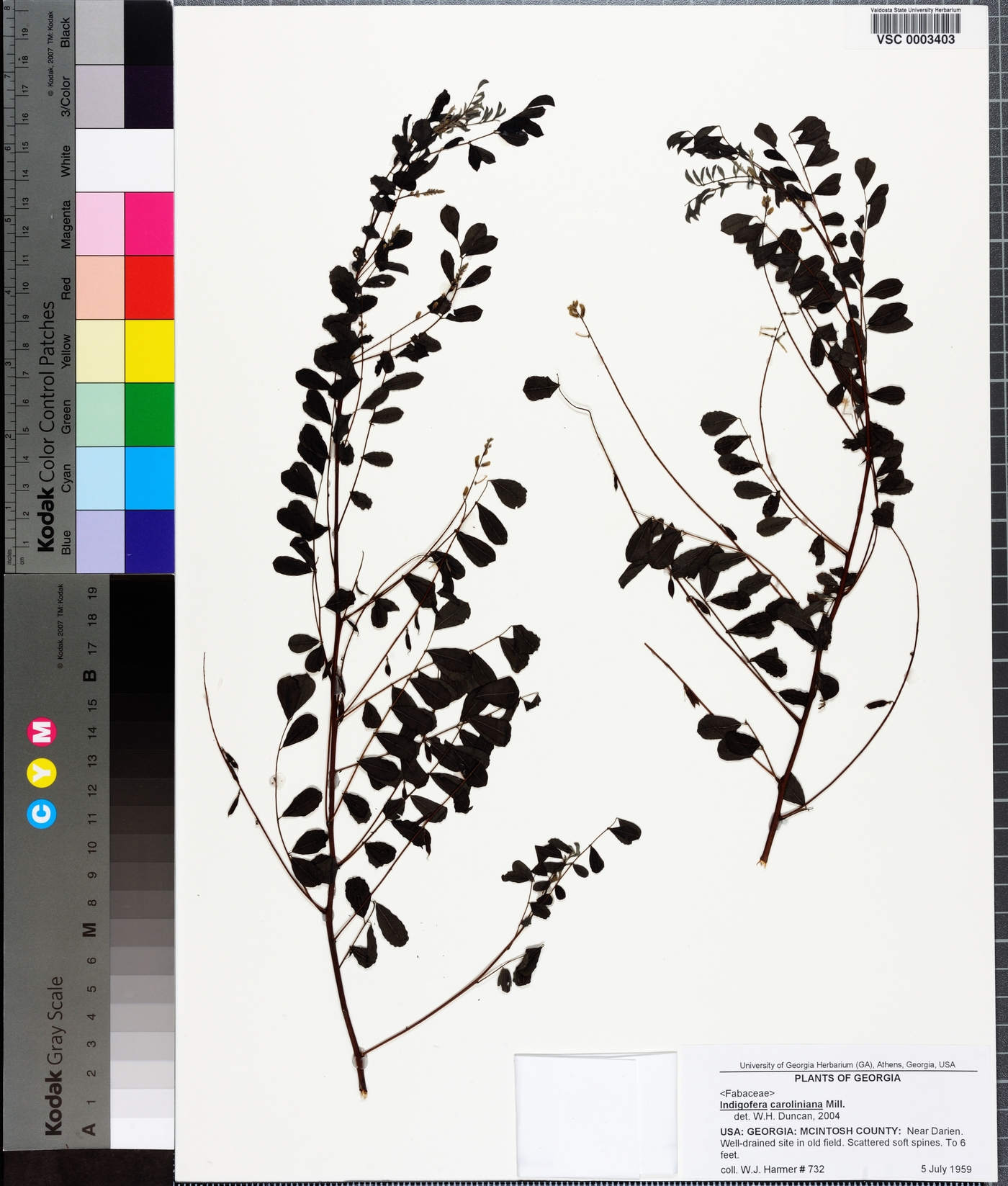 Indigofera caroliniana image