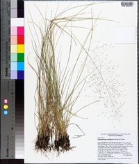 Muhlenbergia capillaris image