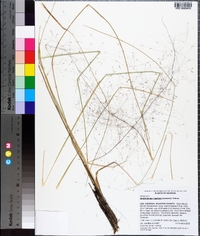 Muhlenbergia capillaris image