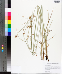 Cyperus longus image