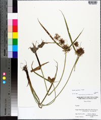 Cyperus pilosus image