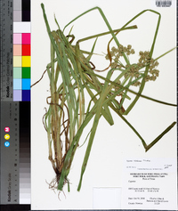 Cyperus virens image