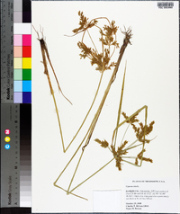 Cyperus iria image