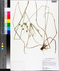 Cyperus retrorsus image