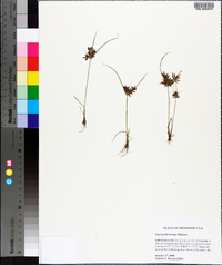 Cyperus flavicomus image