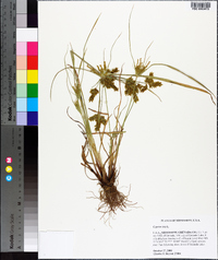 Cyperus iria image