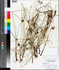 Cyperus filiculmis image