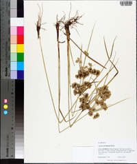 Cyperus surinamensis image