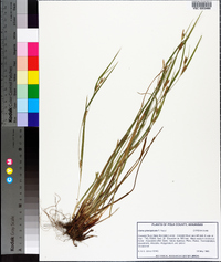 Carex planispicata image