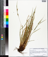 Carex planispicata image