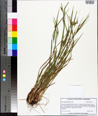 Carex planispicata image