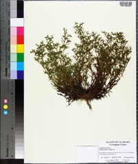 Polypremum procumbens image