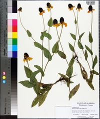 Rudbeckia amplexicaulis image