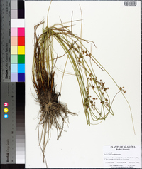 Juncus coriaceus image