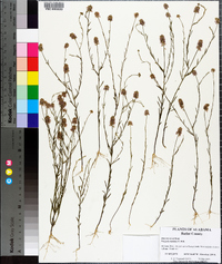 Polygala mariana image