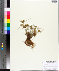 Cyperus compressus image