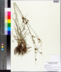 Cyperus retrorsus image