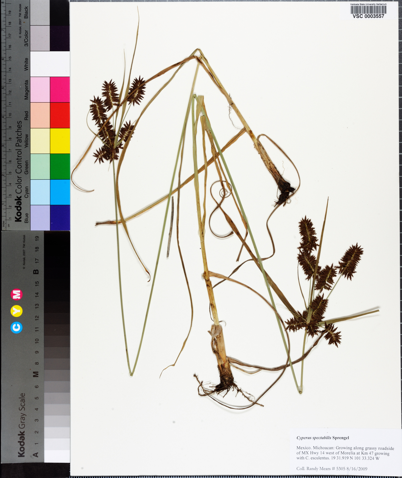 Cyperus spectabilis image