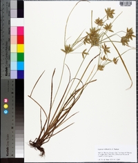 Cyperus wilburii image