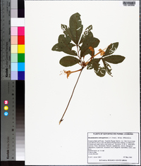 Rhododendron oblongifolium image