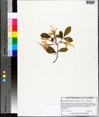 Rhododendron prinophyllum image