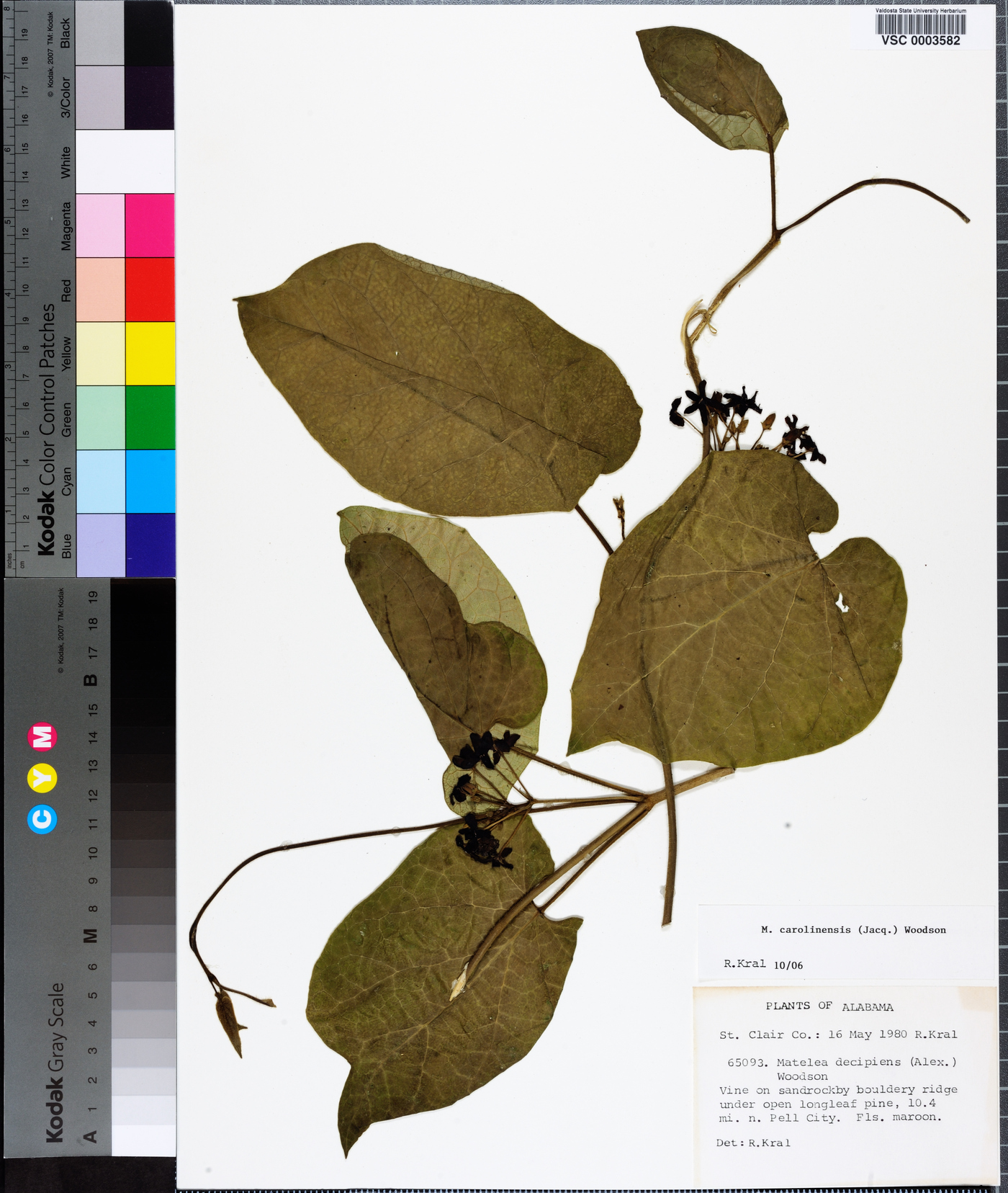 Matelea carolinensis image
