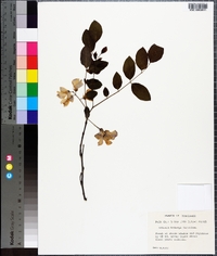 Robinia hispida image