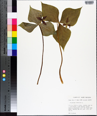 Trillium erectum image