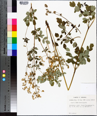 Thalictrum amphibolum image