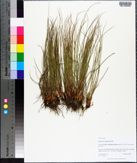 Juncus dichotomus image